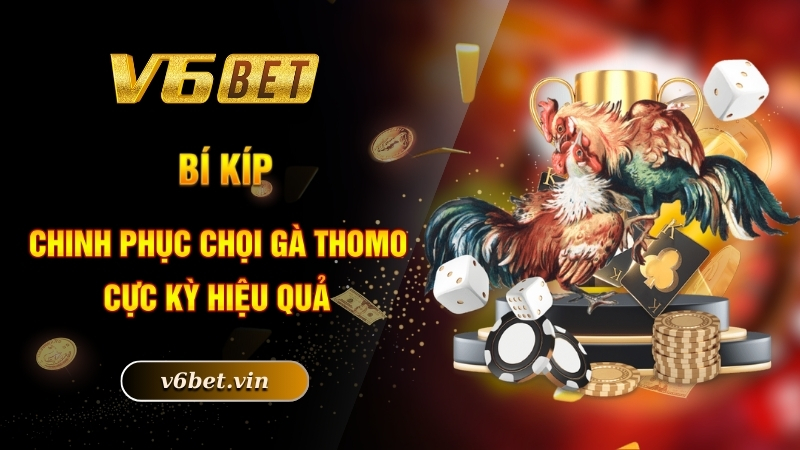 Bí kíp chinh phục chọi gà Thomo cực kỳ hiệu quả