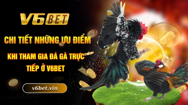 Chi tiết những ưu điểm khi tham gia đá gà trực tiếp ở V6bet